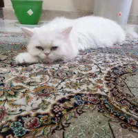 گربه پرشین بریتیش