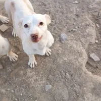 سگ پاکوتاه|سگ|قائن, |دیوار