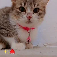 واگذاری رایگان