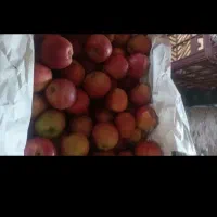 سیب درختی|خوردنی و آشامیدنی|دهگلان, |دیوار