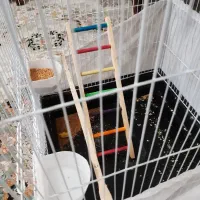 سه تا جوجه طوطی برزیلی دوماهه|پرنده|تهران, مسعودیه|دیوار