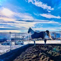 اسب کرد۷ساله|اسب و تجهیزات اسب‌سواری|زنجان, |دیوار