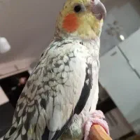 جوجه عروس