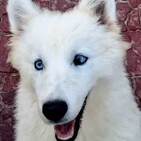 توله سامویید واکسن خورده آماده