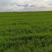 کاه گندم پشت کمبایین