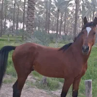 اسب نریان