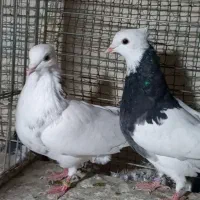 کبوتر طوقی|پرنده|شهریار, شهرک شاهد|دیوار