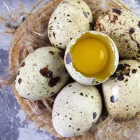 فروش تخم بلدرچین