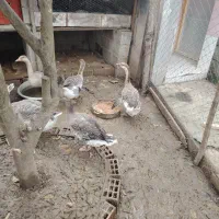 غاز|حیوانات مزرعه|رضوانشهر, |دیوار