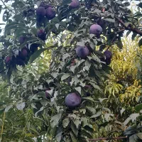 باغ با درختان مختلف