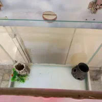 آکواریوم|ماهی|کرج, عظیمیه|دیوار