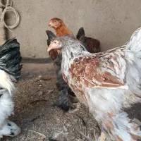 خروس برهمایی|حیوانات مزرعه|مشهد, کوشش|دیوار