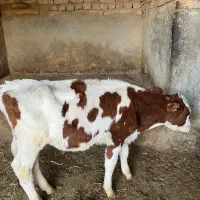 گوساله