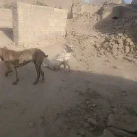سگ گله