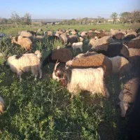 میش و بره