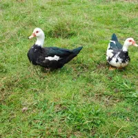 اردک اسرائیلی ماده