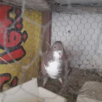 کفتر دمگیر|پرنده|اصفهان, سرچشمه|دیوار