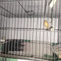 قناری جوجه ۶ ماهه