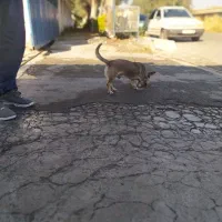 سگ پا کوتاه|سگ|آق قلا, |دیوار