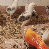 6عدد جوجه اوشامو میکس20روزه