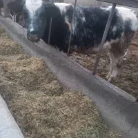 گوساله بلژیکی