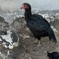 مرغ لاری