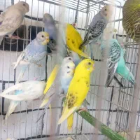 همه نوع مرغ عشق|پرنده|مشگین شهر, |دیوار