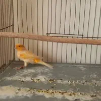 قناری نر پرتغالی|پرنده|اصفهان, قائمیه|دیوار