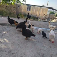 فروش مرغ تخم گذار و کاکل دار