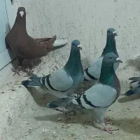 ۹ تا کبوتر دست اولی کفتر|پرنده|شیراز, شهدای شهرک سعدی|دیوار