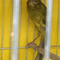 پرنده|پرنده|شیراز, شهرک رضوان|دیوار