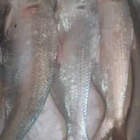 ماهی صبور