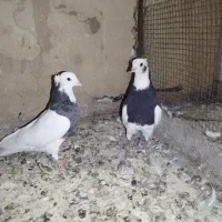 کفتر یا کبوتر پشدار آلمانی و رنگی جفتی و پرنده|پرنده|بوئین زهرا, |دیوار