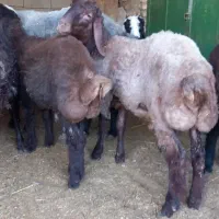 یک عددبره نرافشار