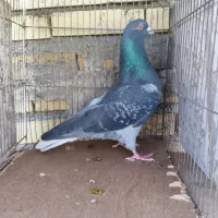 کبوتر کفتر ۳تا نر