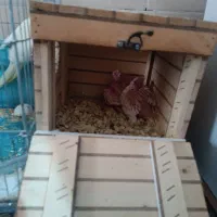 پرنده|پرنده|یاسوج, |دیوار