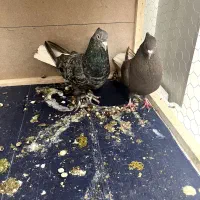 کبوتر دم سفید نرو ماده