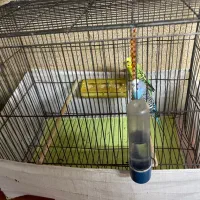 مرغ عشق|پرنده|ری, جوانمرد قصاب|دیوار