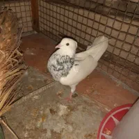 فروش چند عدد طوقی|پرنده|مهر, |دیوار