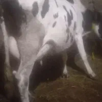 گاودامازدخ باگوساله ۷روزه