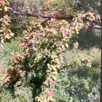 فروش-باغ