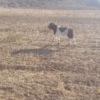 یگ گوسفند وسه بز|حیوانات مزرعه|بجنورد, |دیوار