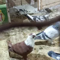 مخمل سرخ|حیوانات|شیراز, سعدیه جنوبی|دیوار