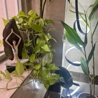 کلاس آموزشی یوگا