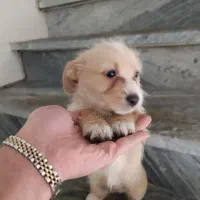 واگذاری سگ شیتزو|سگ|دورود, |دیوار