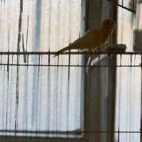 قناری نر مست