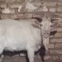 فروش نر بز سانن مخصوص نسل کشی|حیوانات مزرعه|بن, |دیوار