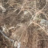 نهال ریشه لخت وگلدانی|خدمات باغبانی و درختکاری|تاکستان, |دیوار