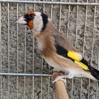 سهره نامبروان.. جفتی هر رنگ قناری|پرنده|فردیس, طالقانی|دیوار