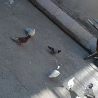 کفتر گنجه بر پرش سنگین  ۷جفت